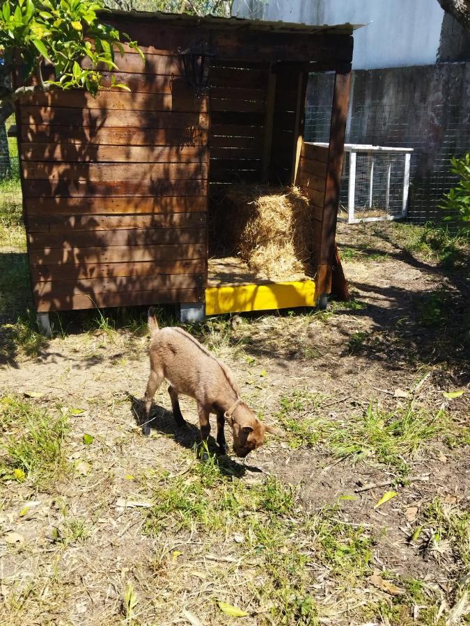 Casa Das Laranjeiras E Parque Infantil Azeitao Luaran gambar
